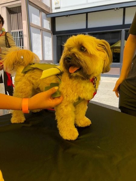 21 Dog Breeds That Can Be Left Alone (Sorry, Rottweilers) The Goody Pet