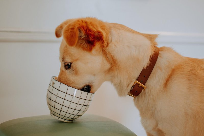 Why Do Dogs Throw Up? 34 Reasons For This Behavior The Goody Pet