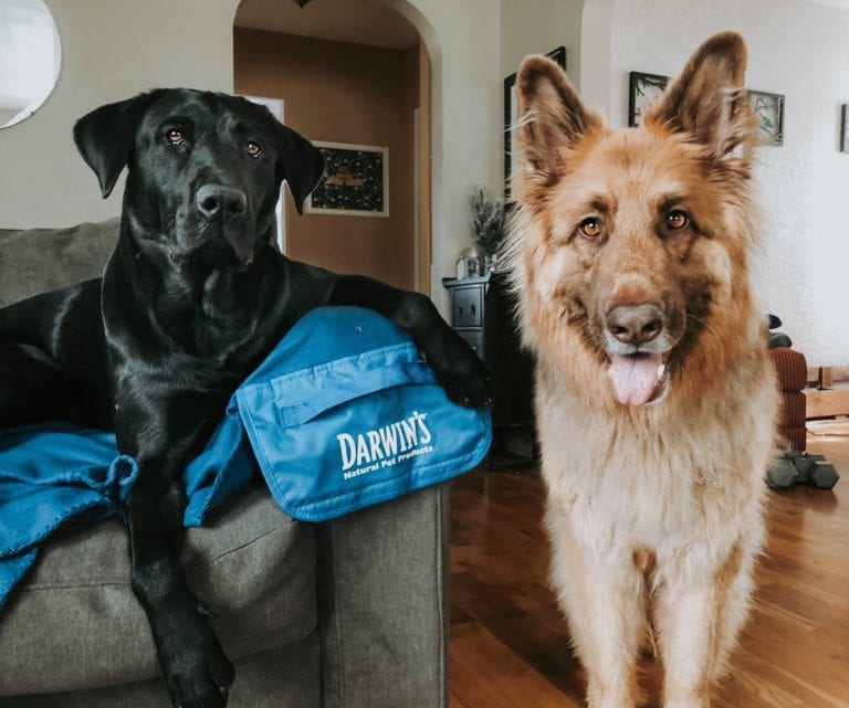 Why Does My Dog Stare At Me? 7 Reasons Why The Goody Pet