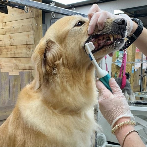 How Much Does Dog Teeth Cleaning Cost? And Its Importance The Goody Pet