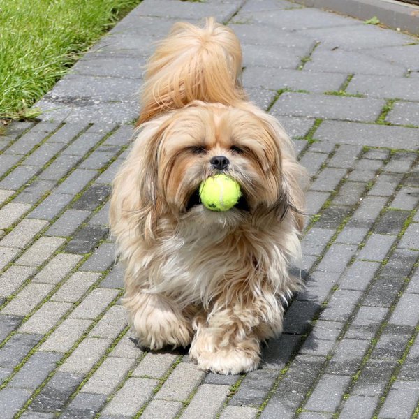 Lhasa Apso VS Shih Tzu 11 Surprising Differences The Goody Pet