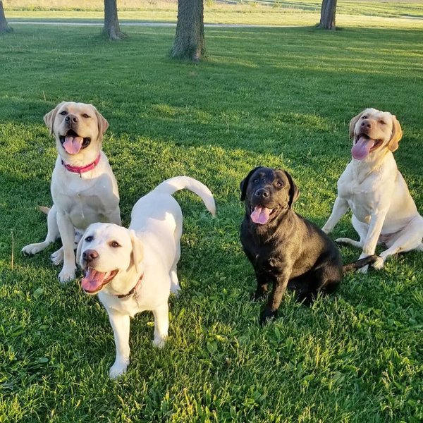 Purebred Labs VS Mixed Labs How To Tell Them Apart? The Goody Pet