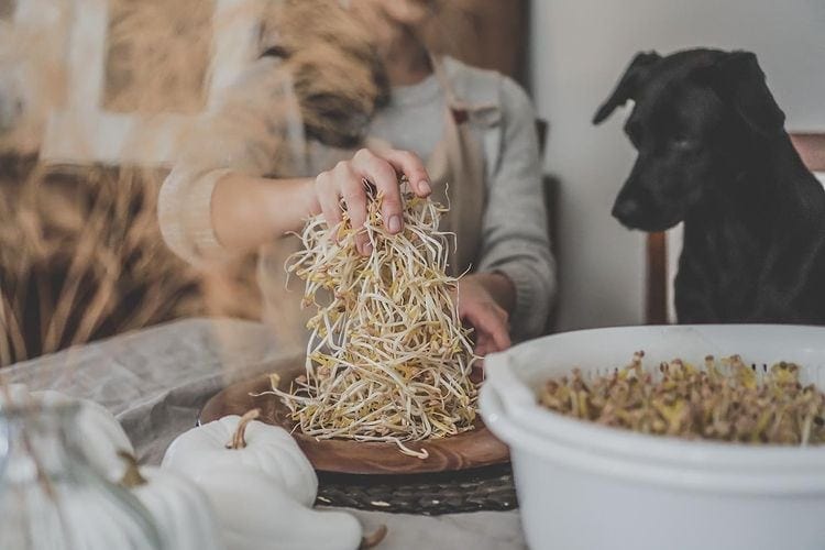 Can Dogs Eat Bean Sprouts? Is It Safe? The Goody Pet