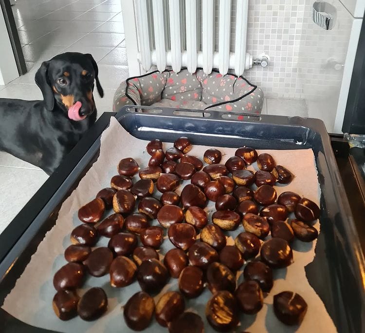 Can Dogs Eat Chestnuts? Boiled, Raw Or Roasted The Goody Pet