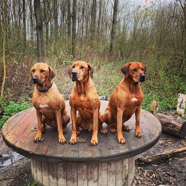 How Much Does A Rhodesian Ridgeback Cost (December 2023) The Goody Pet