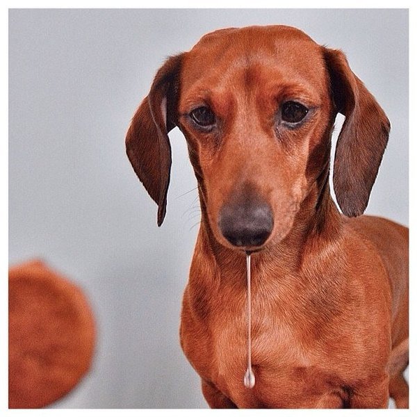 Can Dogs Eat Clams? Here's Why They Should The Goody Pet