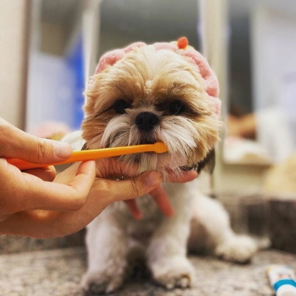 How Much Does Dog Teeth Cleaning Cost? And Its Importance The Goody Pet
