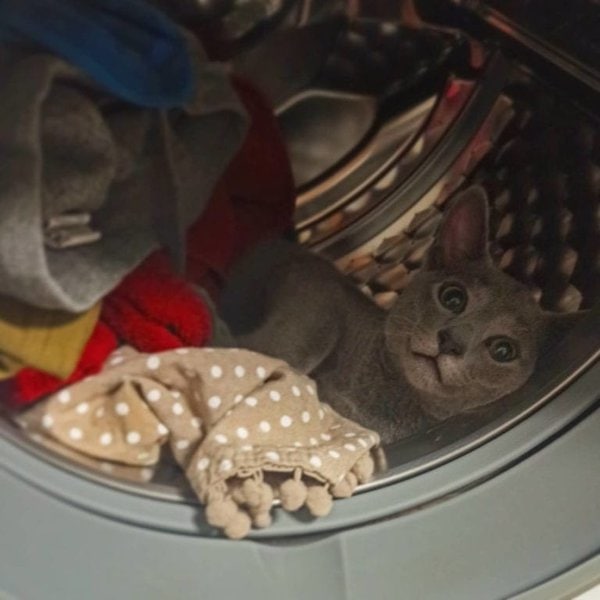 Cat Urine Odor In Clothes? Here Are The 9 Surefire Ways To Remove The Smell The Goody Pet
