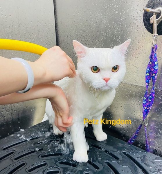 Cat Matted Fur 12 Tips & Tricks To Demat Your Cat The Goody Pet