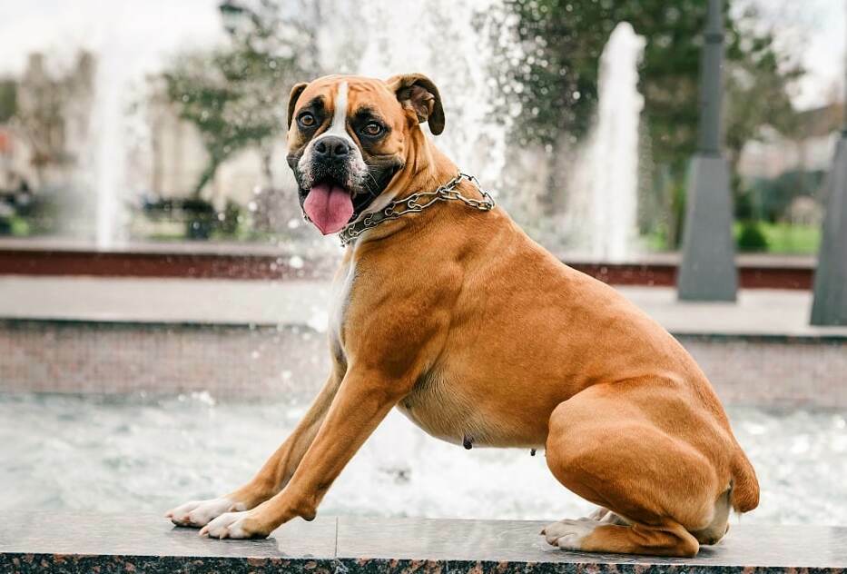 Why Do Boxers Tails Get Cut Off