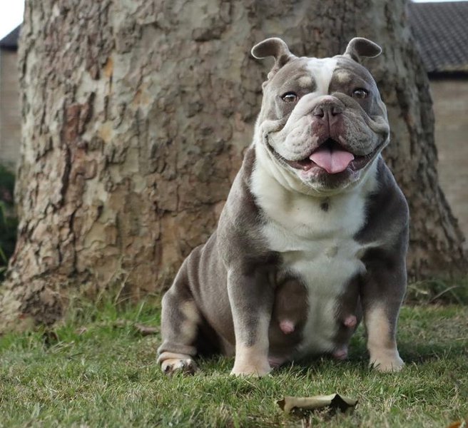 Do Dogs Throw Up When Pregnant? 12 Other Signs Of Pregnancy The Goody Pet