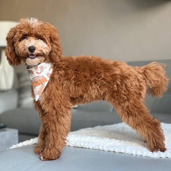 Multigen Goldendoodles Your Complete Breed Guide The Goody Pet