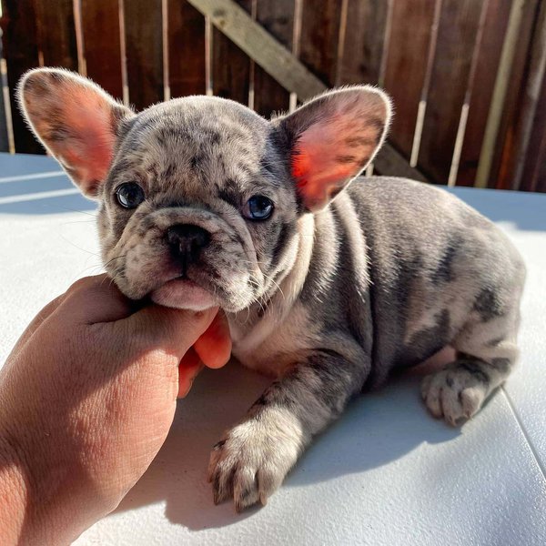 Merle French Bulldog Your Complete Breed Guide The Goody Pet