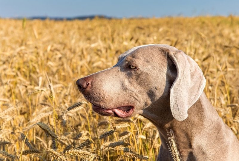 Can Dogs Eat Barley? Only In Moderation The Goody Pet