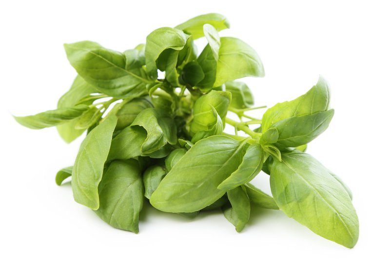 Is Fresh Basil Bad For Dogs