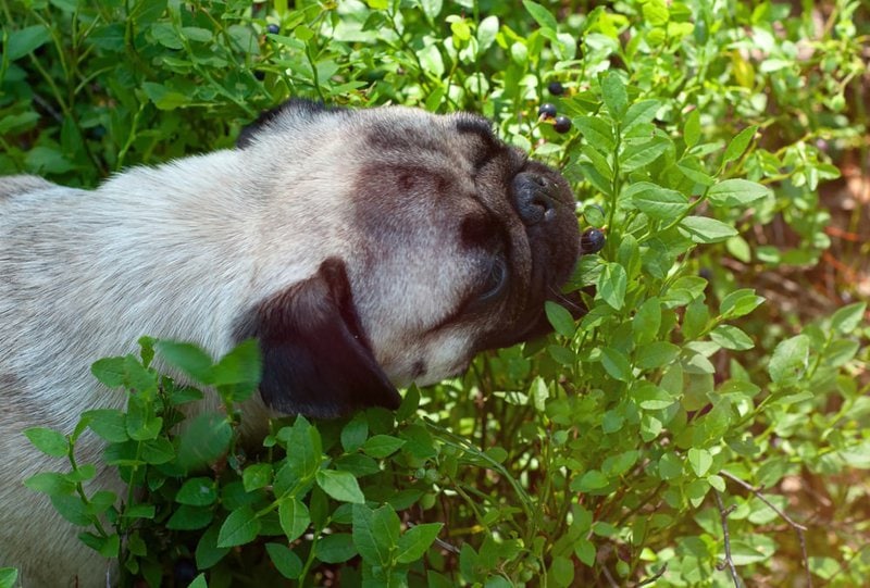 Can Blueberries Cause Diarrhea In Dogs