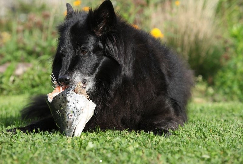 Can Puppies Have Fish