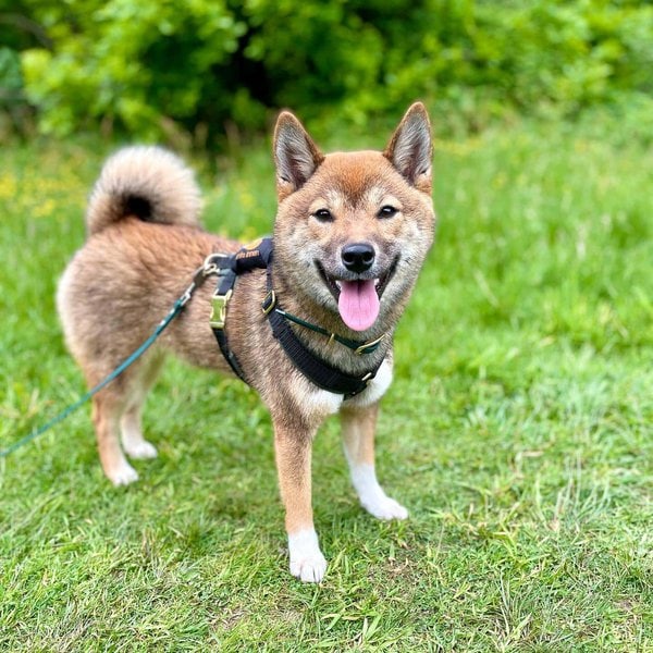 Sesame Shiba Inu Your Complete Breed Guide The Goody Pet