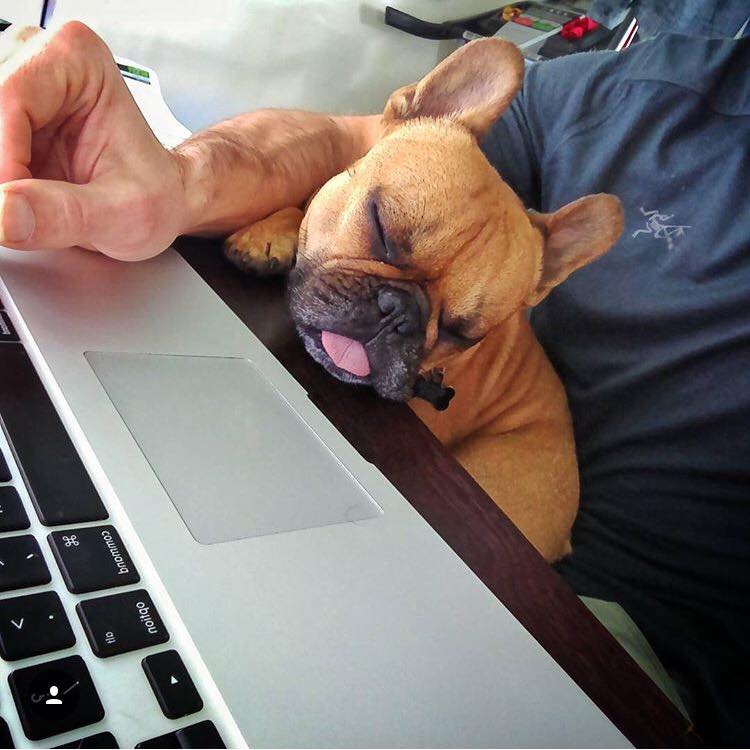 How Much Sleep Do Puppies Need? Everything You Need to Know The