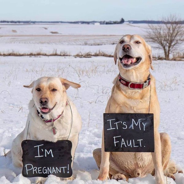 Do Dogs Throw Up When Pregnant? 12 Other Signs Of Pregnancy The Goody Pet