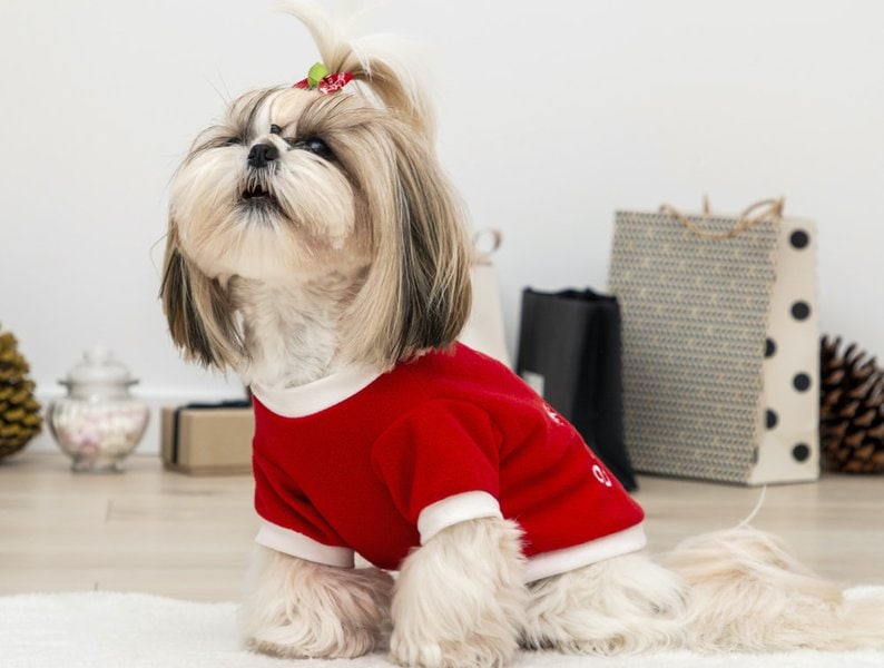 247 Designer Dog Names For The Very Posh Ones The Goody Pet