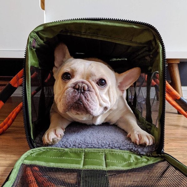 Do French Bulldogs Shed? A Guide To Moulting & Grooming The Goody Pet