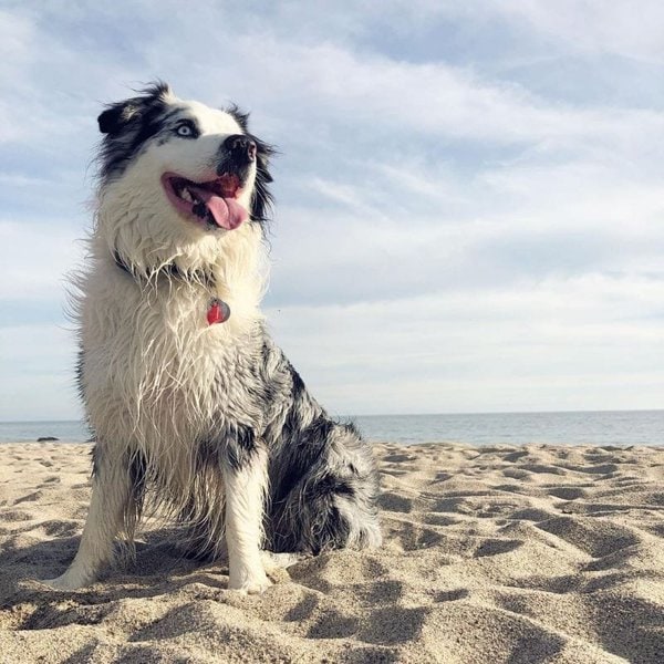 How Much Do Australian Shepherds Cost (April 2024) The Goody Pet