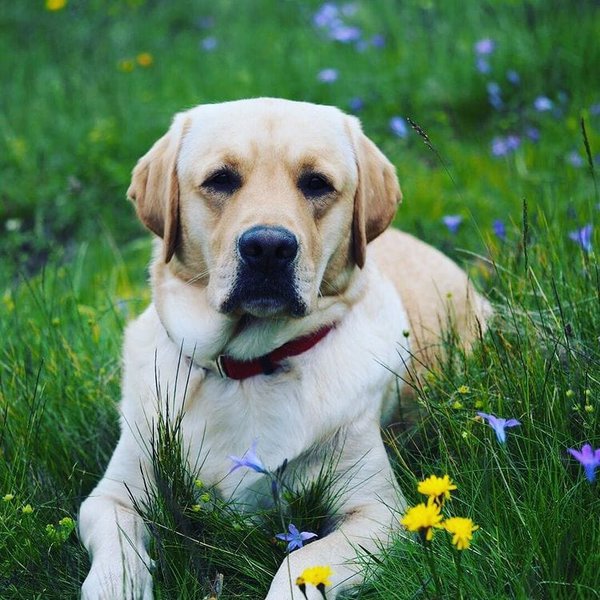 Why Do Labradors Stink