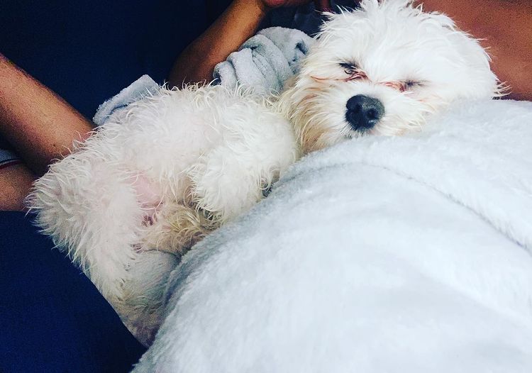 Maltese Temperament The Good, The Bad, & The Ugly The Goody Pet