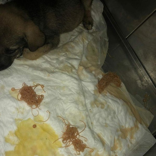 How Do Dogs Have Worms? Cures & Prevention Tips The Goody Pet