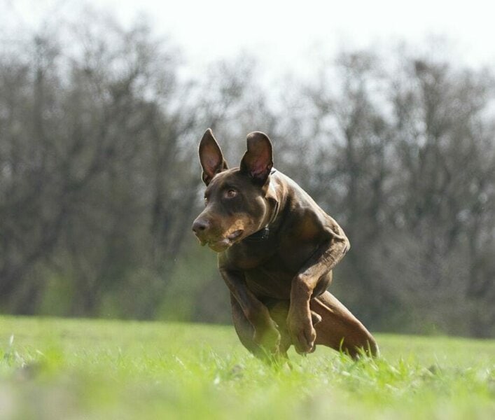 Which Dog Is Better Doberman Or Rottweiler