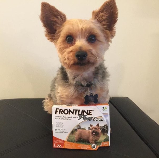 Identifying Dog Mites What Can You Do About Them? The Goody Pet