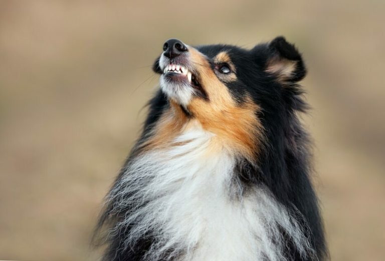 Why Does My Dog Growl When I Pet Her