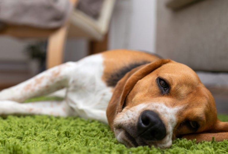 Dog Hiccups Understanding Why They Happen And How To Stop Them The