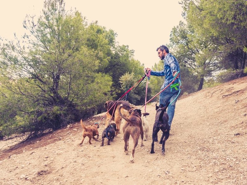 Dog Sitting Rates 2022 Average Cost + Factors The Goody Pet