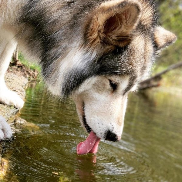 What Causes Dogs To Throw Up After Drinking Water