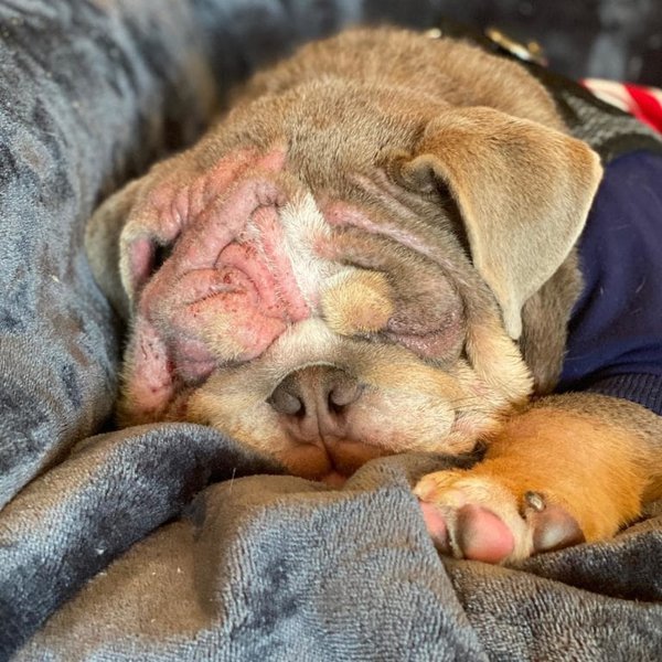 Bulldog Allergies Causes, Symptoms & Treatment The Goody Pet