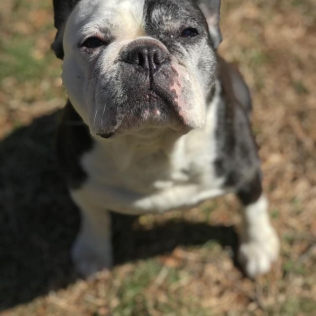 23 French Bulldog Mixes That You Never Know Existed The Goody Pet(04)