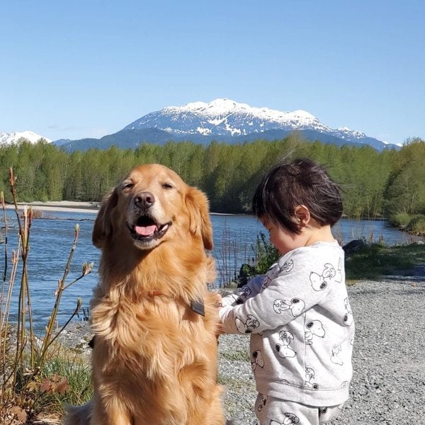 53 Best Companion Dog Breeds That Are Widely Known To Be Man’s Best