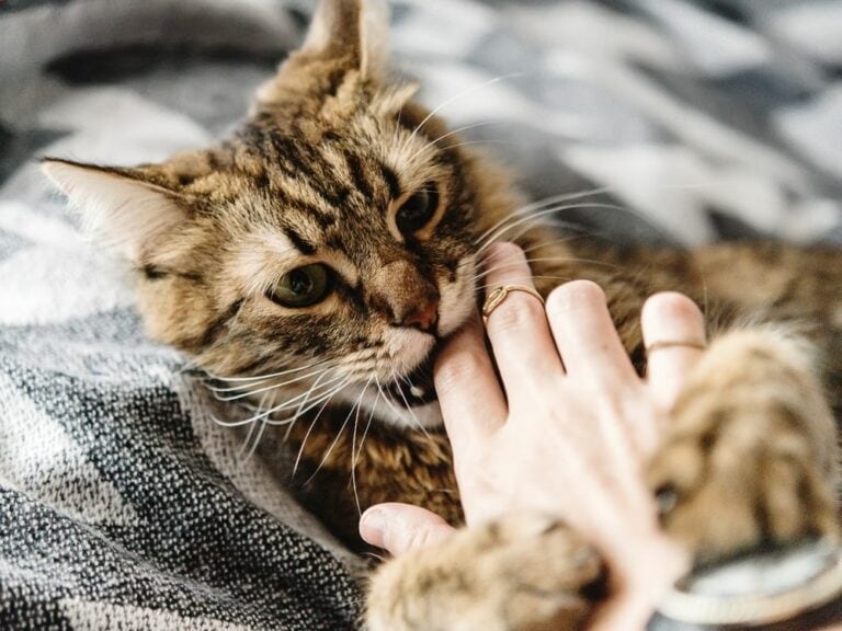 Help! My Cat Keeps Biting What Can I Do About It? The Goody Pet