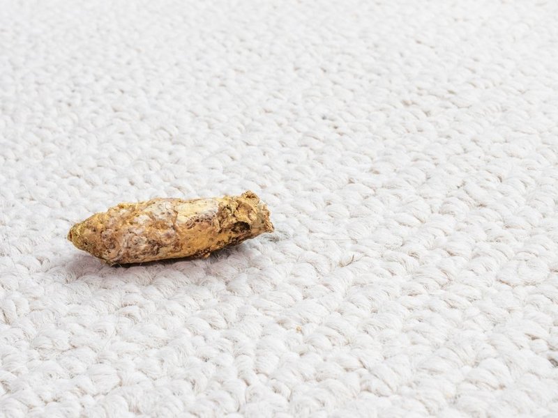 Why Does My Dog Keep Pooping On The Carpet