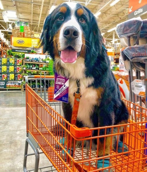38 Most DogFriendly Stores In USA That You Can Happily Shop With Your