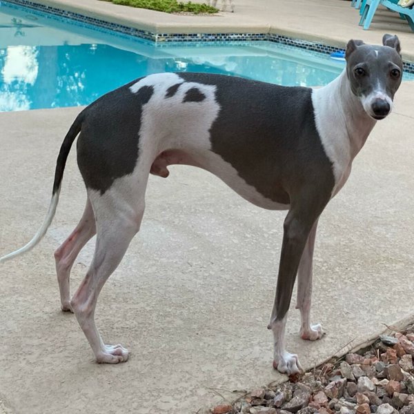 Mini Greyhound Your Complete Breed Guide To The Italian Greyhound