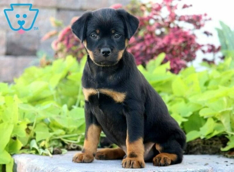 Miniature Rottweiler Your Complete Breed Guide The Goody Pet