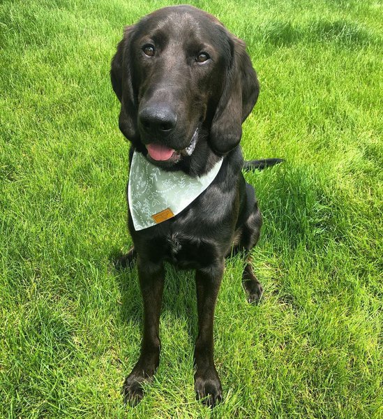 Labrador Hound Mix Your Complete Breed Guide The Goody Pet