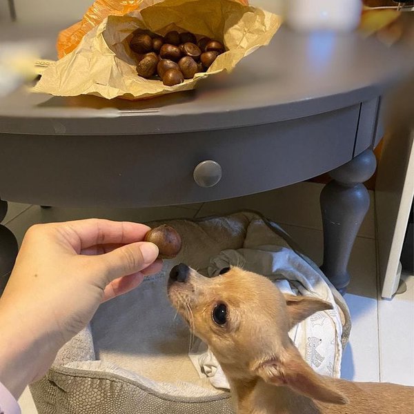 Can Dogs Eat Chestnuts? Boiled, Raw Or Roasted The Goody Pet