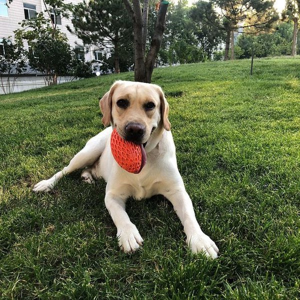 Why Does My Dog Keep Burying Her Food