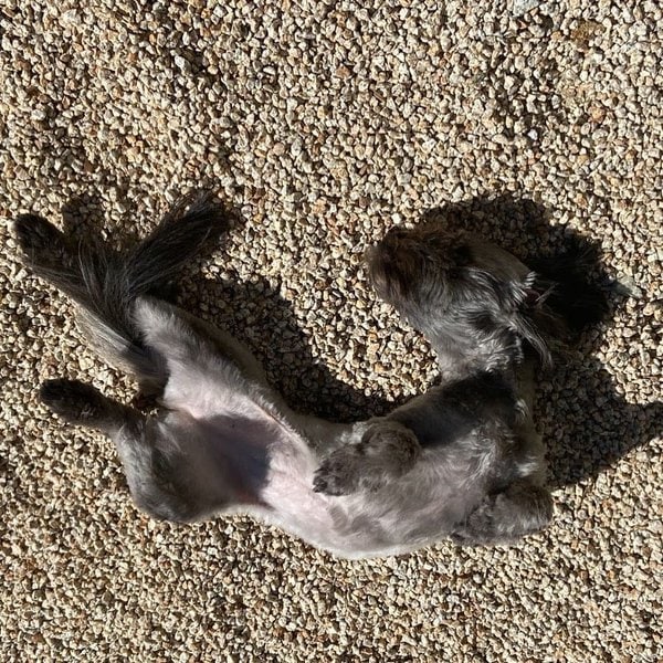Why Do Dogs Roll In Smelly Dead Things