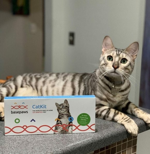 How To Determine Your Cat's Breed Purebreds VS Mixed Breeds The Goody Pet