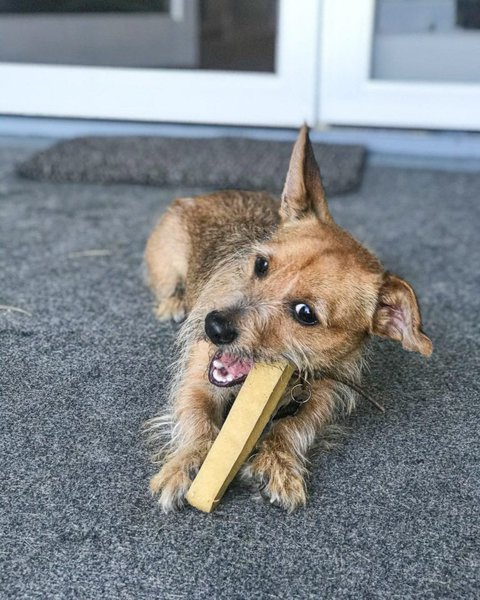 How Can I Clean My Dogs Mouth After Eating Poop